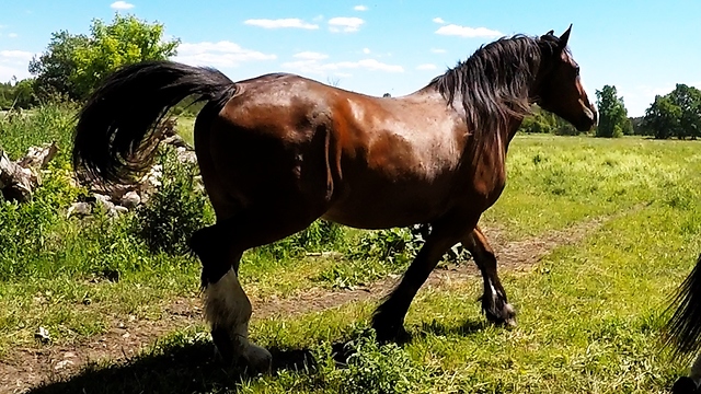 Drone captures majestic Clydesdales running with herd