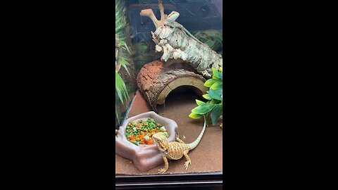 Fancy Bearded Dragon 7