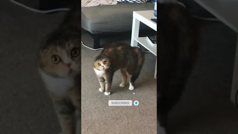 cute cat videos 😹 funny videos 😂 487 😻