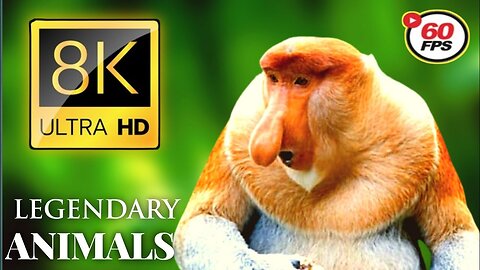 Must watch Animals 8K Ultra HD