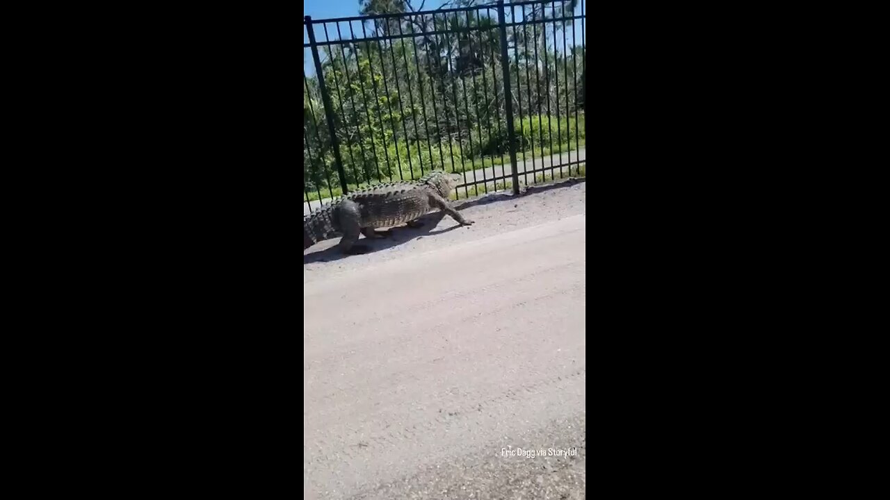 Giant alligator bends metal fence while forcing its way through