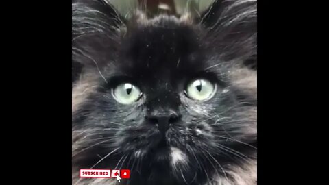 cute cat videos 😹 funny videos 😂1569