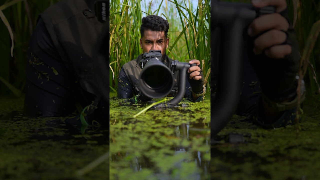 Childhoods is best 🧸👶🏻. #nikonz8 #birds #wildlifephotography #nikon #wildlife #indianbirds #wild