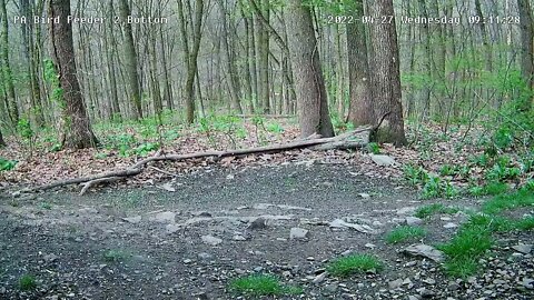 Coopers hawk goes after dove and misses - PA Bird Feeder 2 Bottom - 4/27/2022