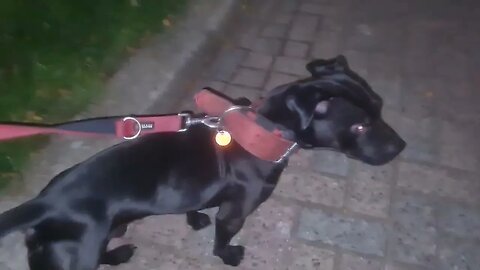 OWNERSHIP: in DOGS, BUSINESS & LIFE ITSELF Advice to get you where you need to be. Let go of the EGO