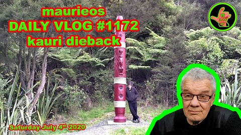 maurieos DAILY VLOG #1172 kauri dieback