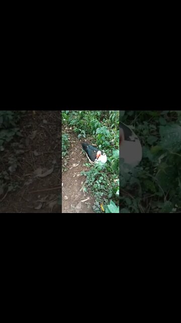 Muscovy Drakes, DM and Danny 3rd March 2022