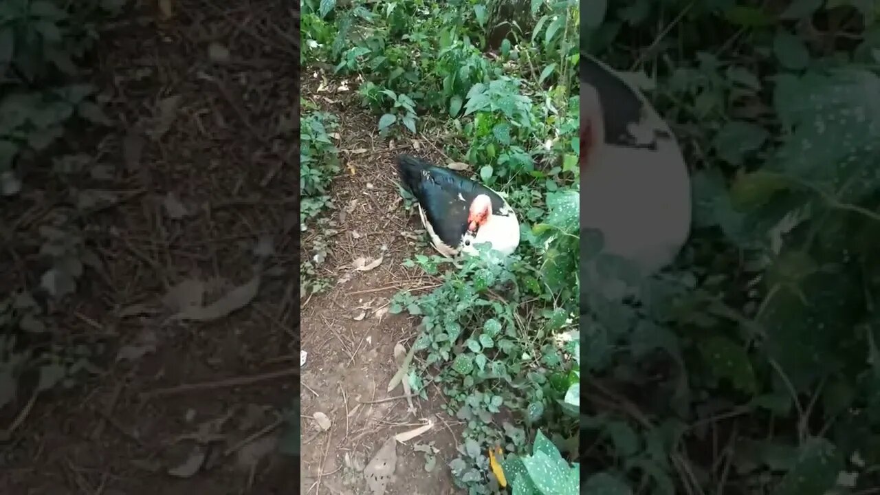 Muscovy Drakes, DM and Danny 3rd March 2022