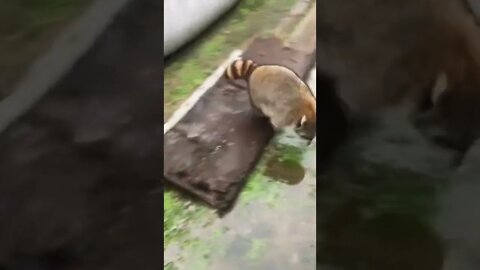 Kung fu raccoon