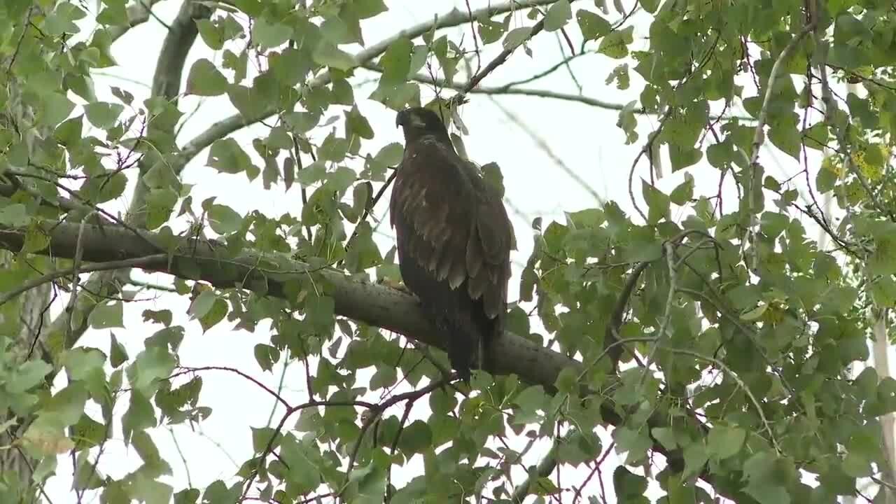 Bald Eagle nursed back to health by local conservation groups