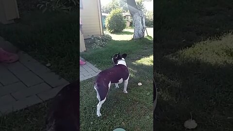 Wenn der Hund rückwärts läuft, ein bisschen Spaß darf sein