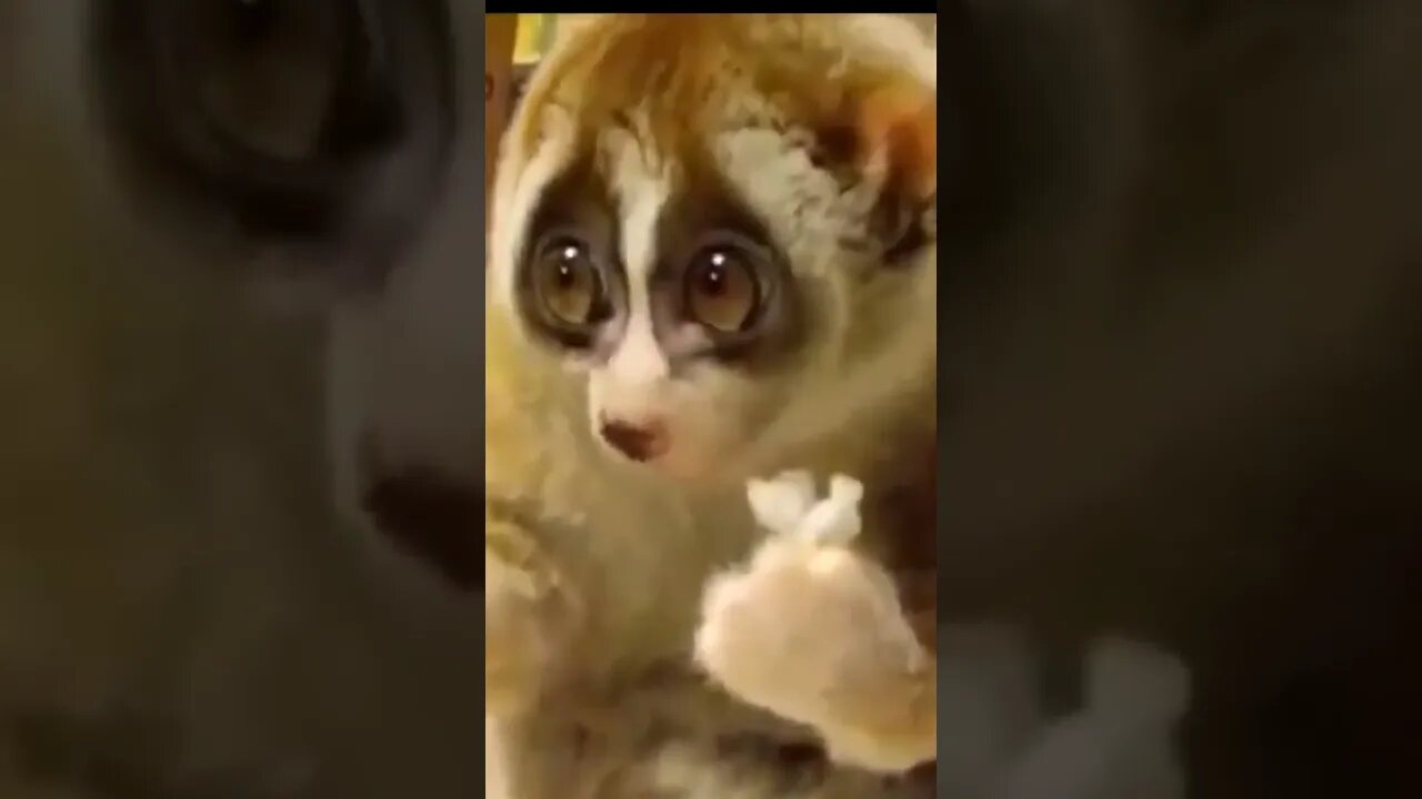 Lemur Baby Enchants Caretaker. Só Cute #shorts