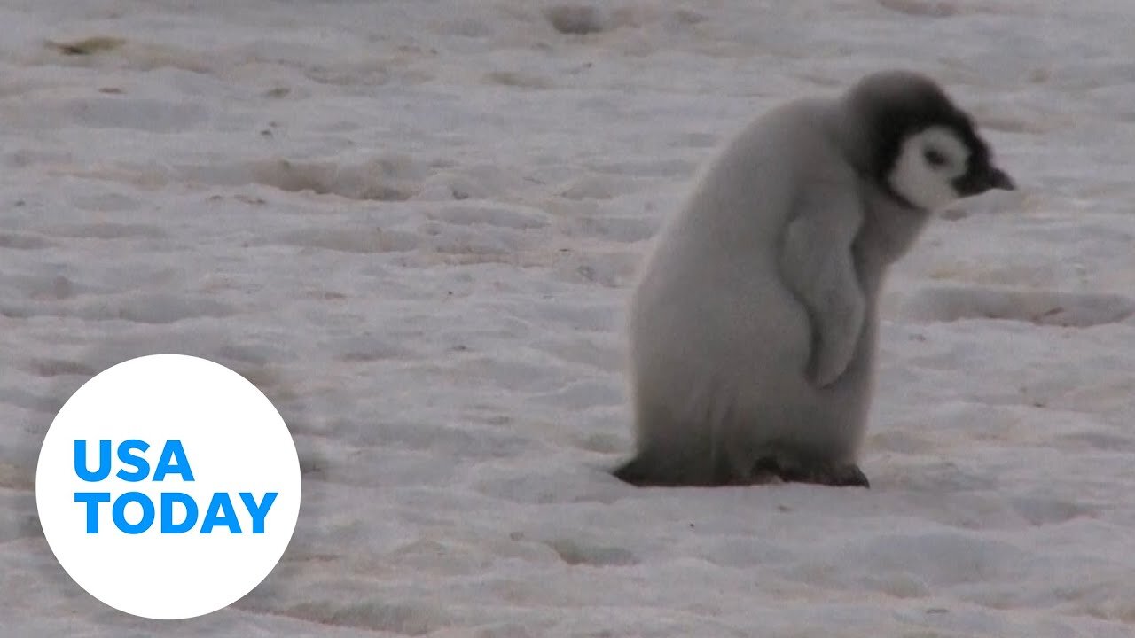 Emperor penguins risk extinction due to melting sea ice | USA TODAY