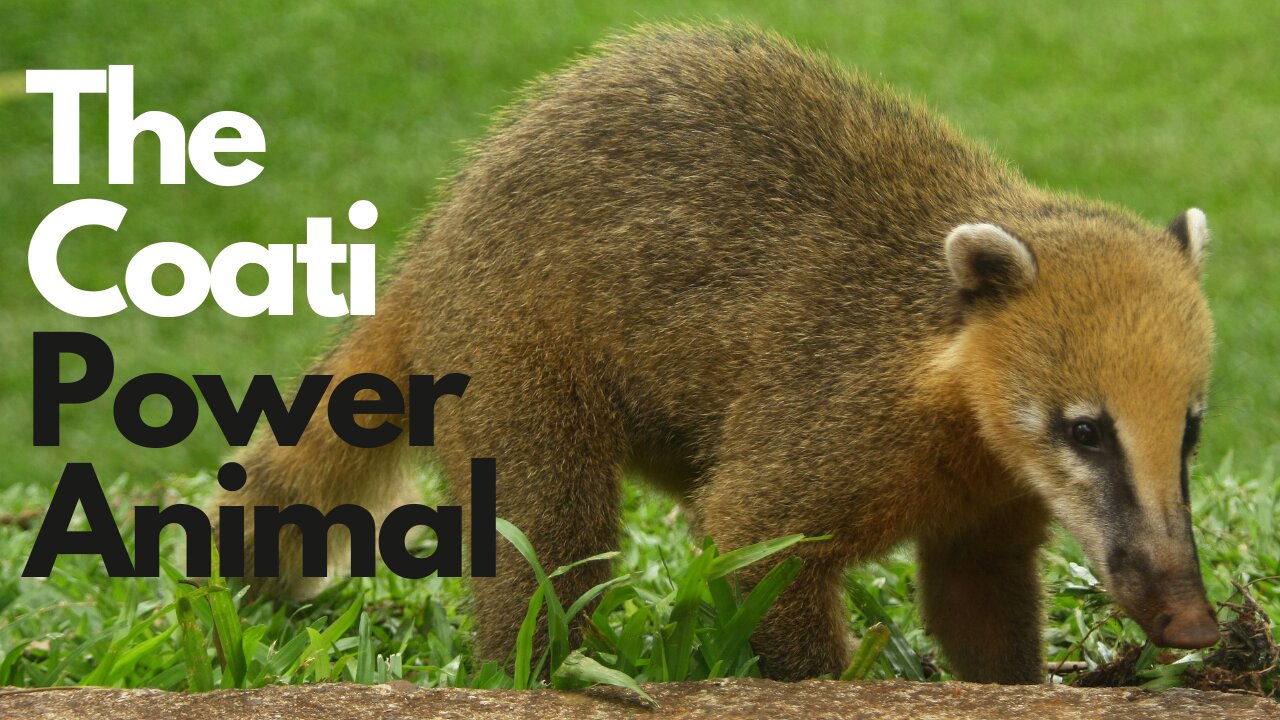 Coati Power Animal