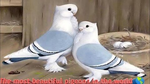 The world most beautiful pigeons/pigeons feeding/sleeping #ZOOTV #pigeonsvedioes