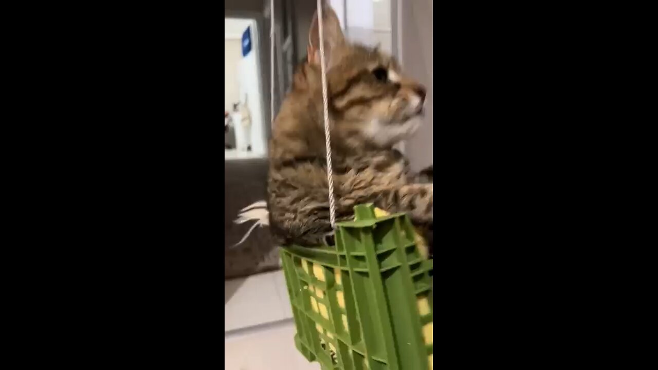 pet cat swinging