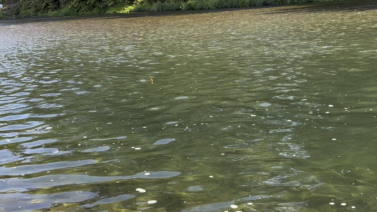 Bobber down chinook salmon