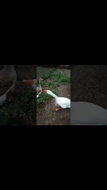 This is Ezra and his girl Some of our Geese they have a new shed and have already layed two eggs