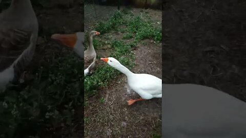 This is Ezra and his girl Some of our Geese they have a new shed and have already layed two eggs