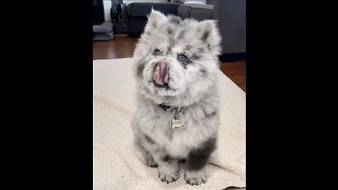 £100,000 Merle Chow Chow