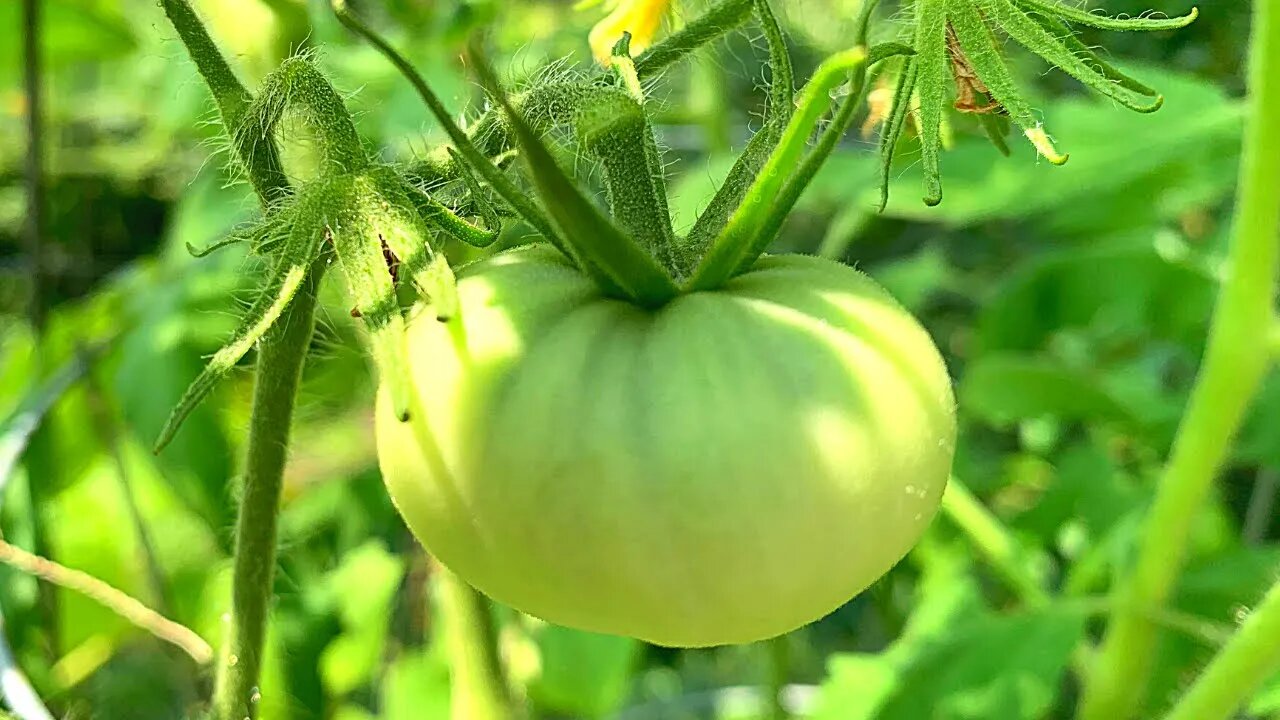 DECK GARDEN UPDATE!! PLUS MY FAVORITE FERTILIZER!!