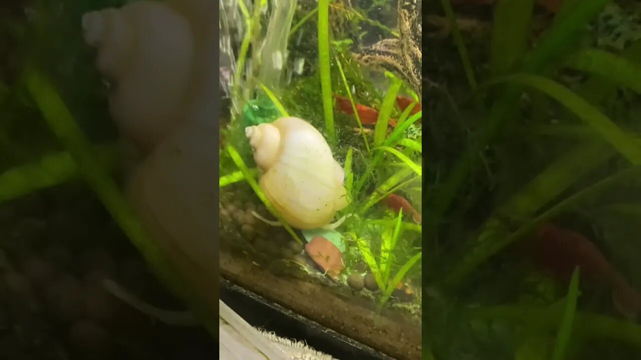 Beautiful amazing mystery snails Leonard and Penny in nano aquarium