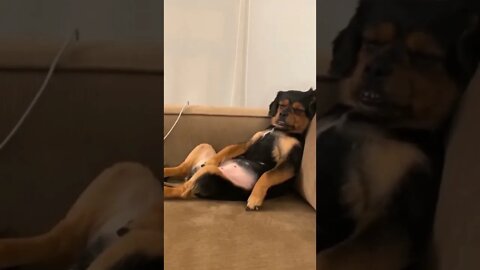 time to relax 😑😐🤨🤐🐕🐕🐕🐕