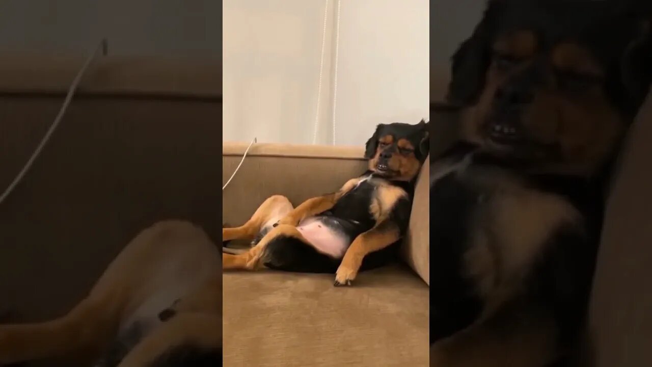 time to relax 😑😐🤨🤐🐕🐕🐕🐕