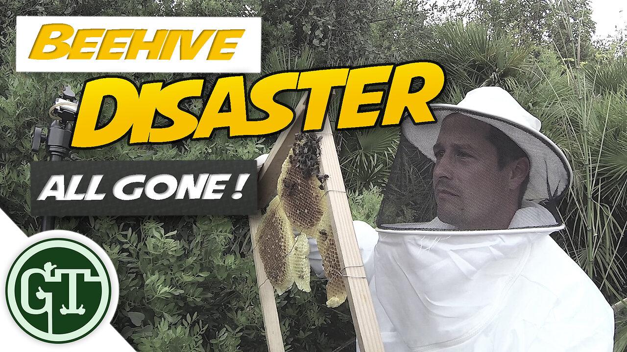 Beehive Disaster - ALL GONE !! | Journey to Beekeeping