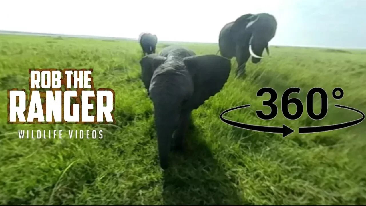 Elephant Herd On The Musiara Marsh (In 360° VR) | Zebra Plains