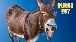 BDO-Black Desert Quest Diária do pergaminho da liga do corvo bugada?? (EU SOU MTO BURRO).