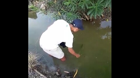 looking for fish food
