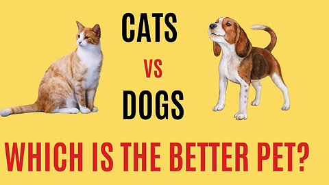 Cat vs Dog | Who is better pet?