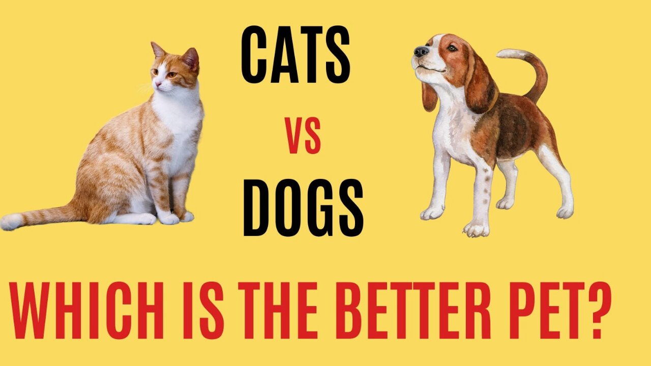 Cat vs Dog | Who is better pet?