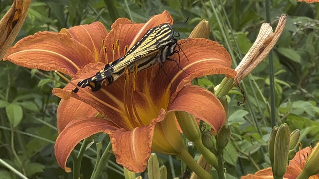 West Virginia’s Eastern Tiger Swallowtail