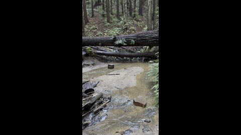 Creek and Trail Crossing at Redwoods