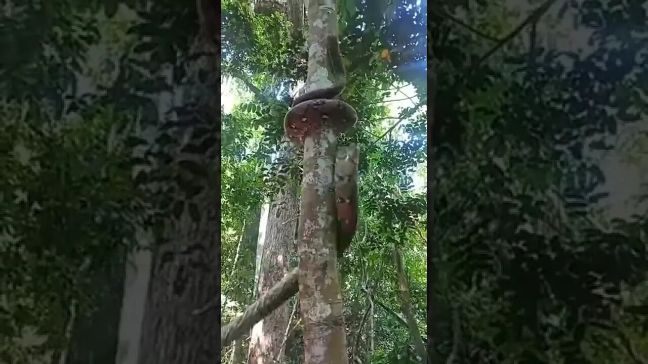 LA SERPIENTE DEL EDÉN usa 10 veces la fuerza empleada para soportar su propio cuerpo al subir .