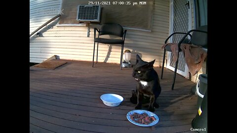 Stray Black Male cat eating 02