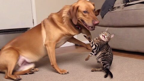 Funny Animal Videos 2023 😂 _ Funny Dogs_ Funny Cats #cats #dogs