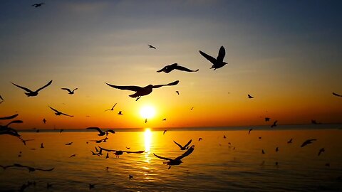 sea ocean seagulls birds sunset dusk beach paradise flight nature #Feel the peace full sound 😊💐