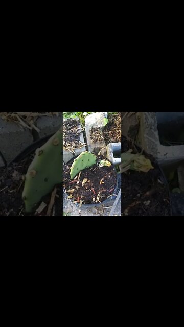 I want a whole acre of these cactus 🌵 - I finally got a prickly pear cactus