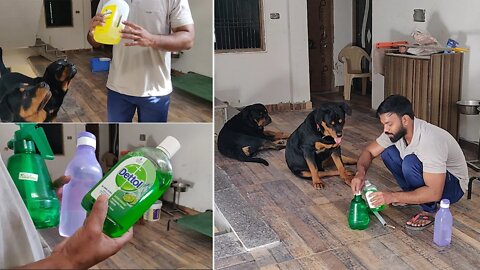 How to take care of your dog, during this Quarantine days.