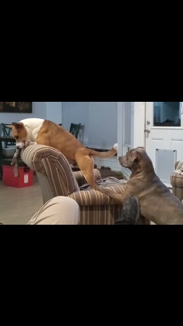 Dogs patience pays off for Claire Bear