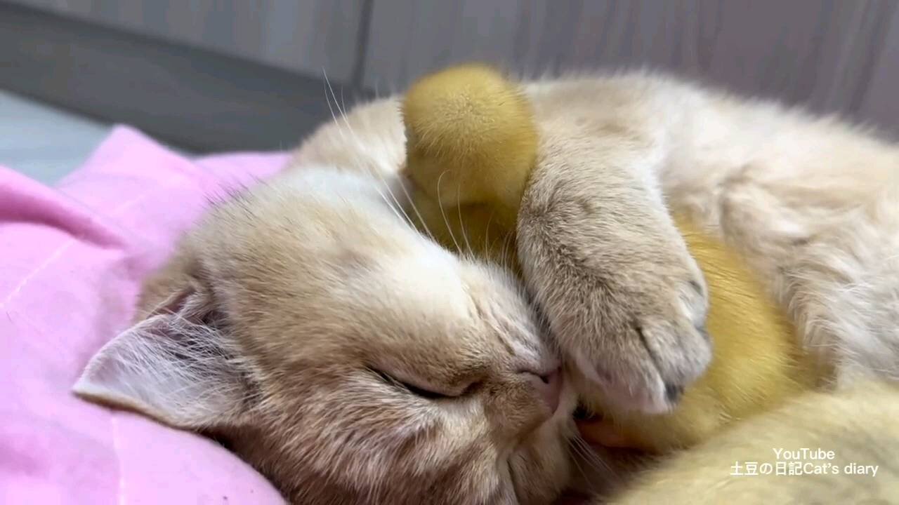 Kitten sleeps with duckings, kitten loves ducklings