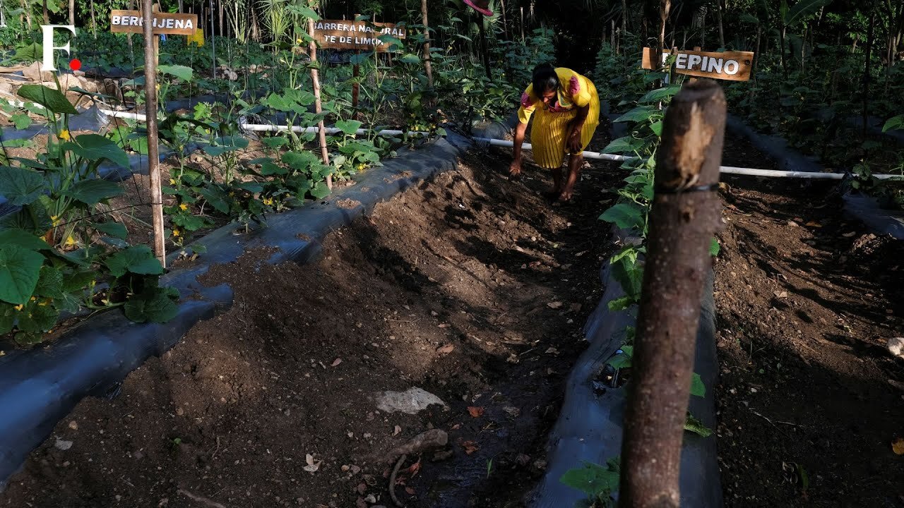 Farming Initiatives Aim to Combat Hunger in Guatemala