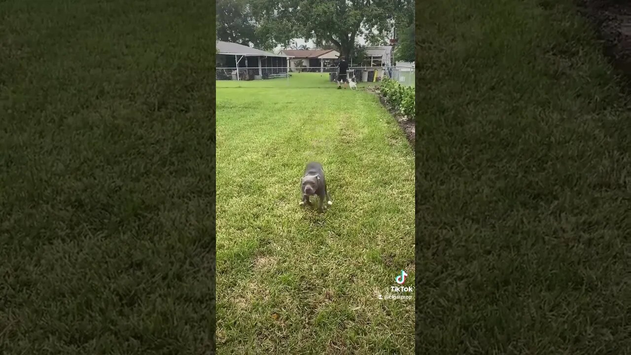 Sky the Pitty