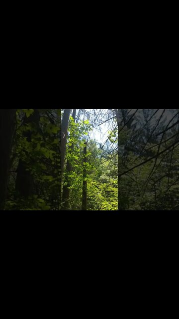 ASMR | Nature Sounds | Birds