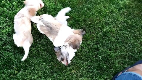 G Litter...Living The Outside... So Frisky