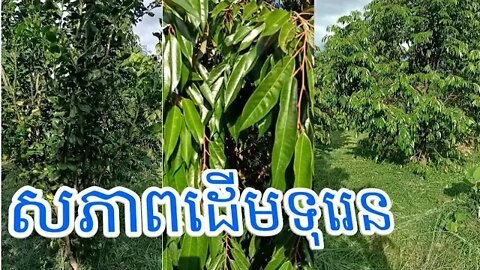 ចម្ការ(A) ទិដ្ឋភាពទុរេន តាកាំង ស្រមេមត់ / Durian Chhun Kang Memot