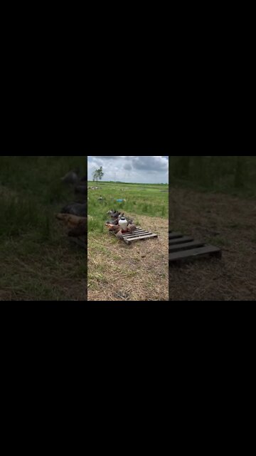 Happy #chickens #geese 🐓😊 #homestead #farm #iowa